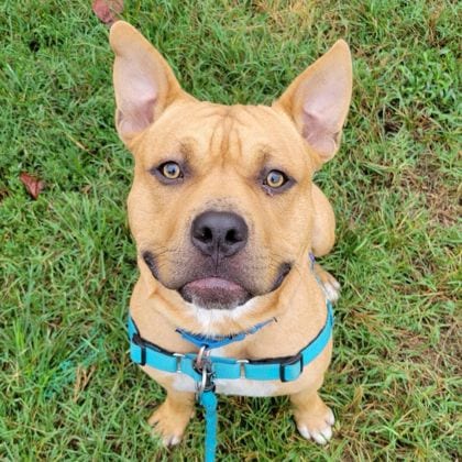 Photo of Meatball, adoptable American Bulldog in East Smithfield, Pennsylvania