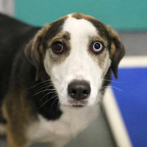 Photo of Cubow, adoptable Bernese Mountain Dog in San Antonio, Texas