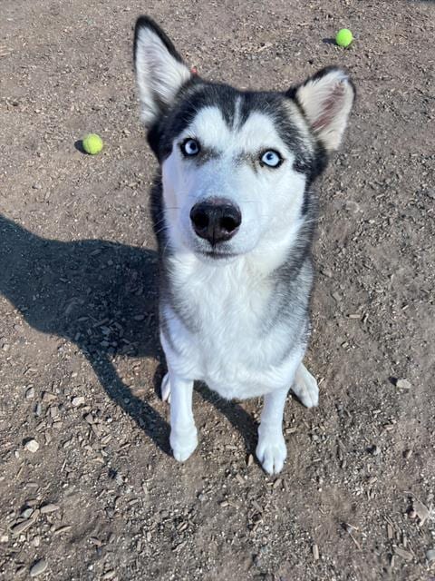 Photo of Nena, adoptable Siberian Husky in Albuquerque, New Mexico