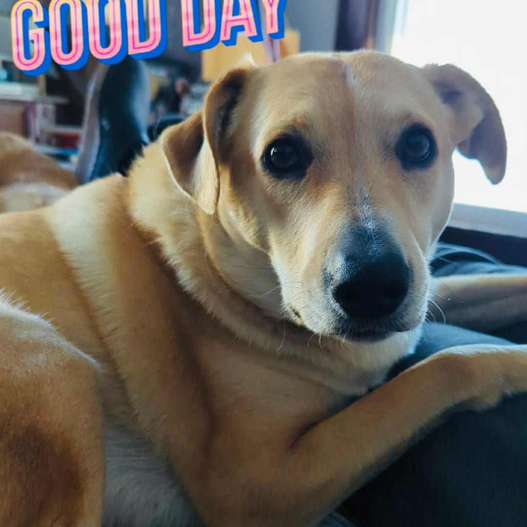 Photo of Peach D6462, adoptable Retriever, Labrador / Shepherd in Princeton area, Minnesota