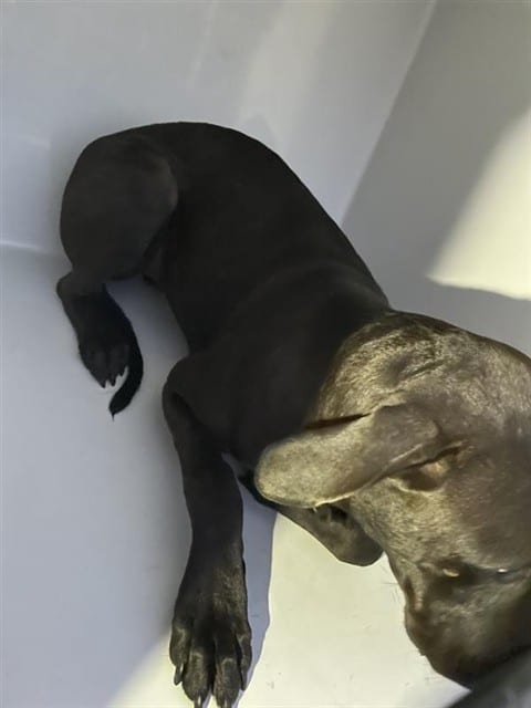Photo of Senior Pit Bull Terrier mix, adoptable Pit Bull Terrier mix in Houston, Texas