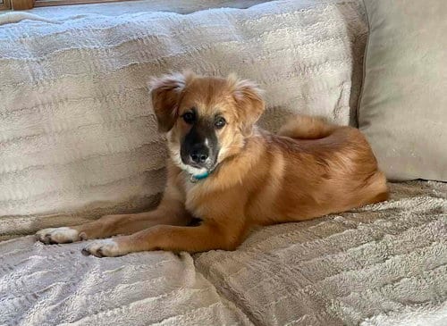 Photo of Dory (AL), adoptable Anatolian Shepherd in New York, New York