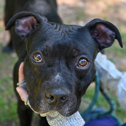 Photo of Brunswick, adoptable dog in Chamblee, Georgia
