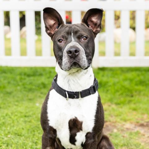 Photo of Masato, adoptable Pit Bull Terrier in Camarillo, California