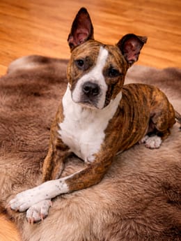 Photo of Pebbles, adoptable American Pit Bull Terrier in Sanford, Florida