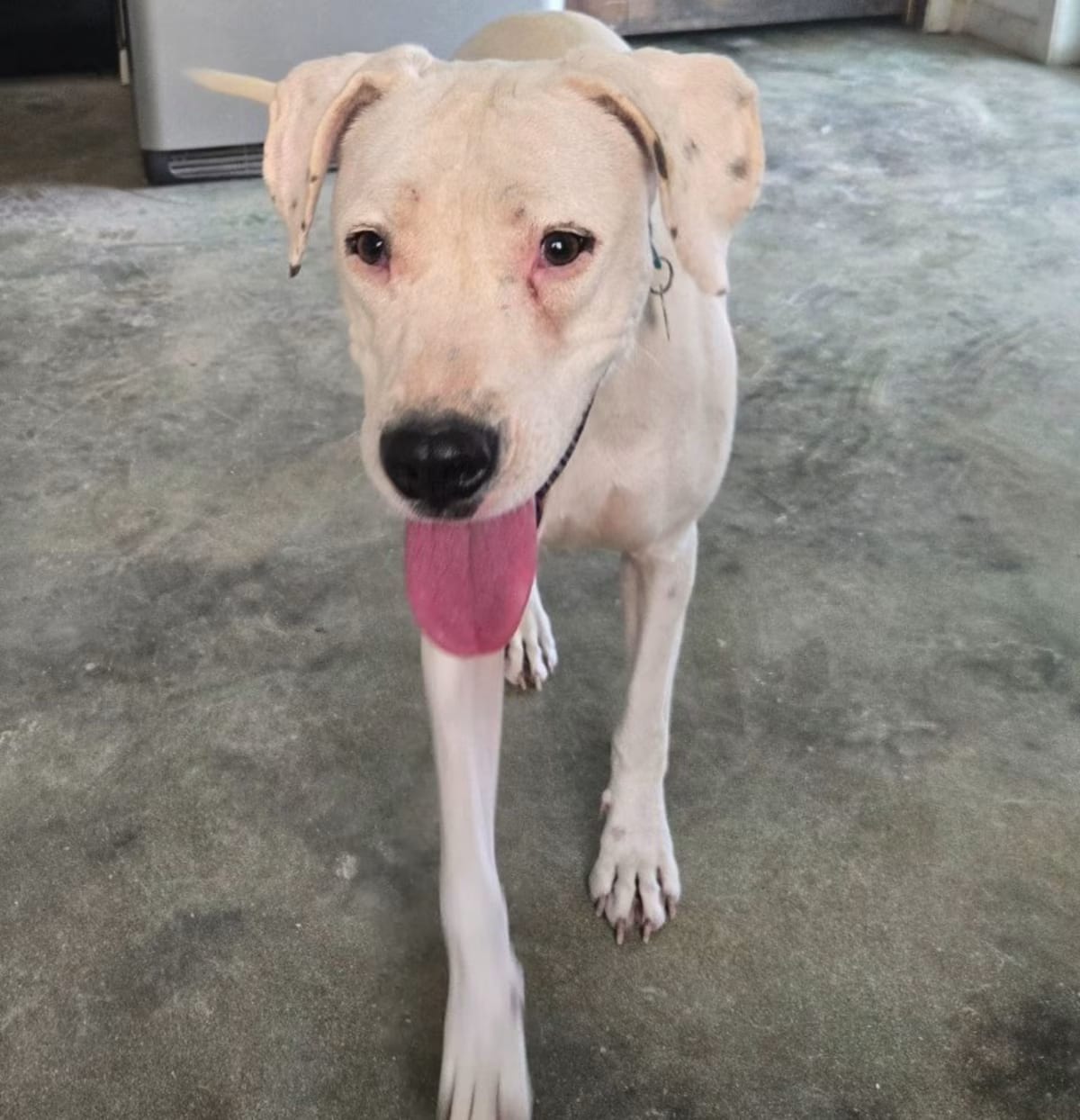 Photo of Moony, adoptable Dogo Argentino/Mixed Breed (Medium) in Denver, Colorado