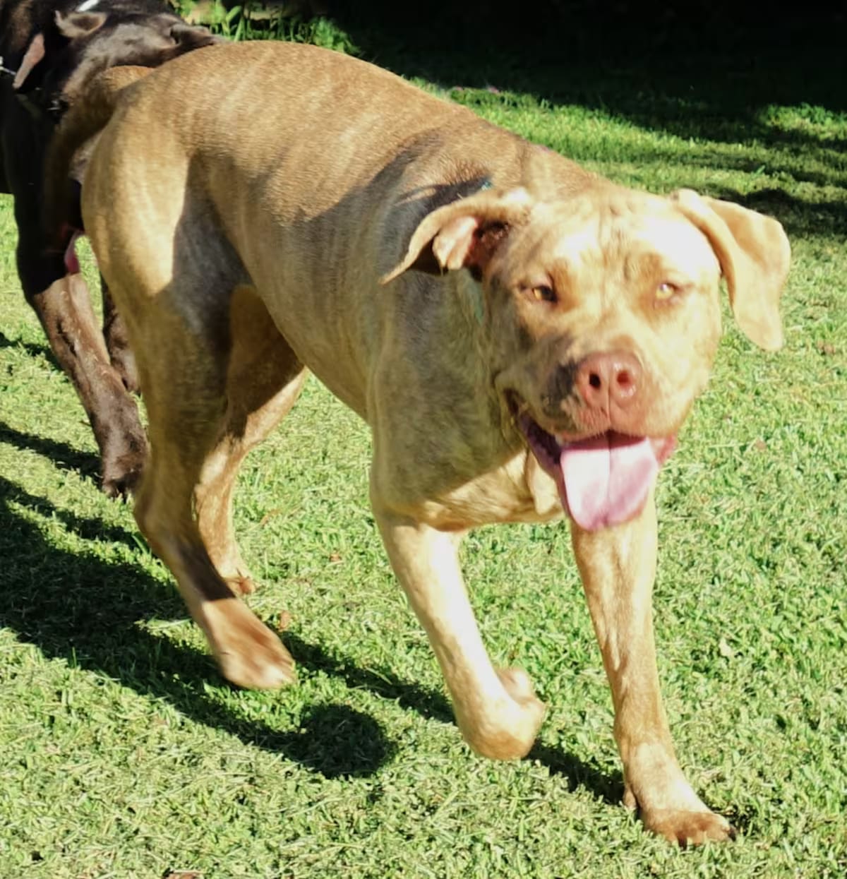 Photo of Eden, adoptable Mastiff/Catahoula Leopard Dog in Norwood, Georgia