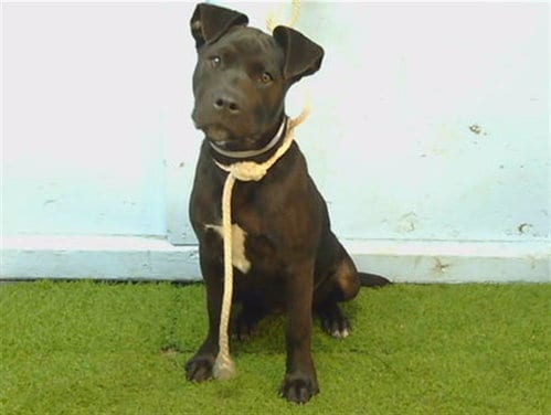 Photo of A5800825, adoptable Labrador Retriever in Gardena, California
