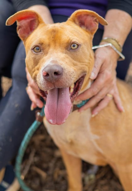 Photo of Mock, adoptable dog in Chamblee, Georgia