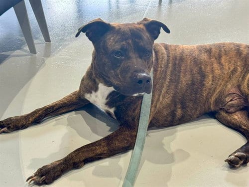 Photo of Rubert, adoptable American Pit Bull Terrier in Ocala, Florida