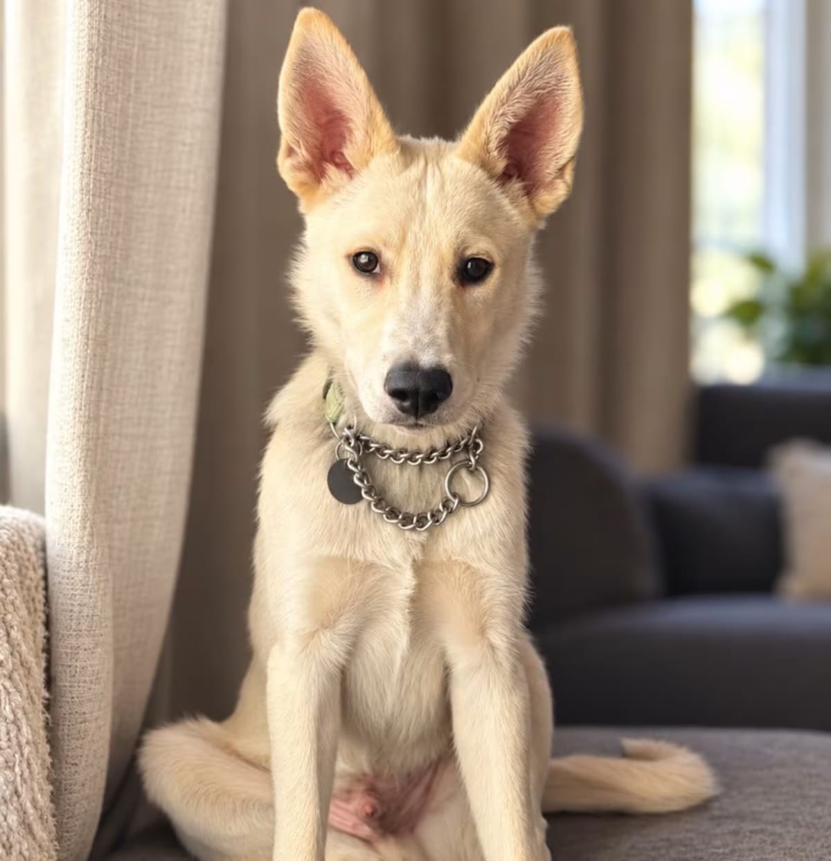 Photo of Belgium, adoptable Siberian Husky/Great Pyrenees in Reno, Nevada