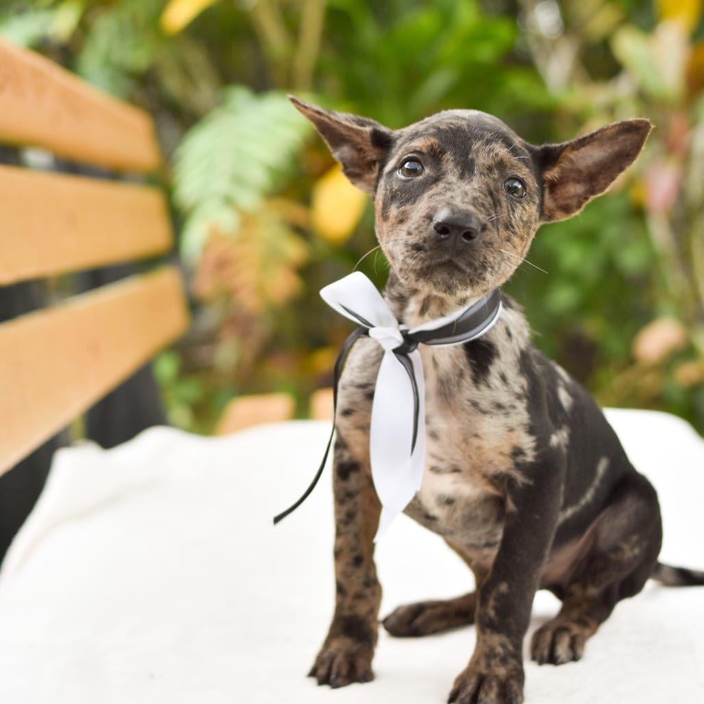 Photo of Jack, adoptable Mixed Breed (Medium)