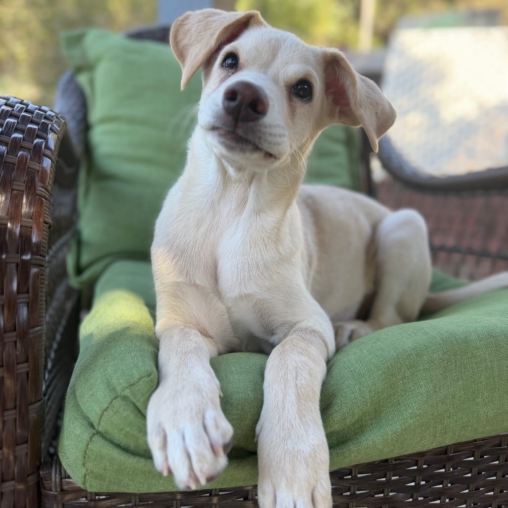 Photo of Kylie, adoptable Retriever, Yellow Labrador in Oceanside, California
