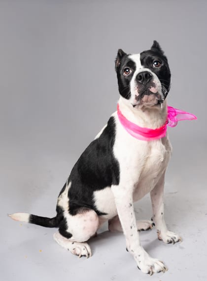 Photo of Peace, adoptable dog in Atlanta, Georgia