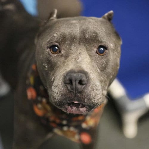 Photo of Diesel, adoptable American Staffordshire Terrier in San Antonio, Texas