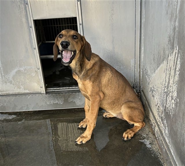 Photo of Senior Doberman Pinscher mix, adoptable Doberman Pinscher mix in Devore, California
