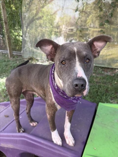 Photo of Kiley, adoptable Staffordshire Bull Terrier in Houston, Texas
