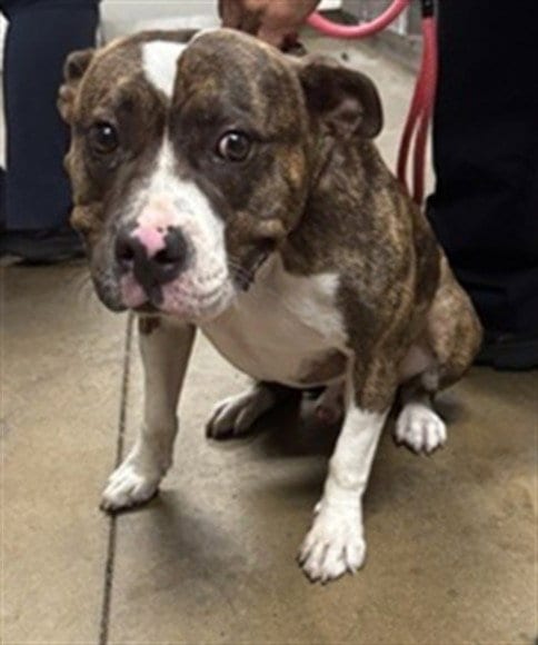 Photo of Meatball, adoptable American Bulldog in Van Nuys, California