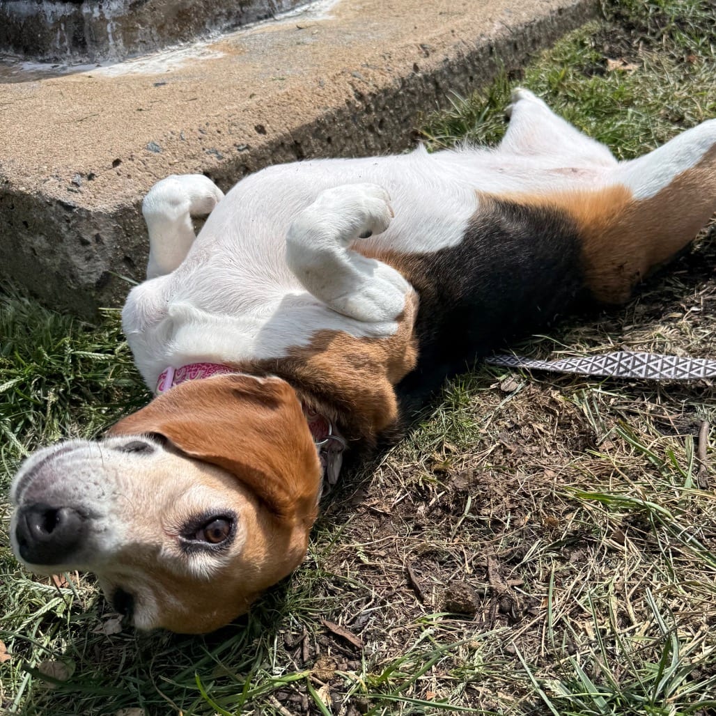 Photo of Gracie, adoptable Beagle in Fairfax Station, Virginia