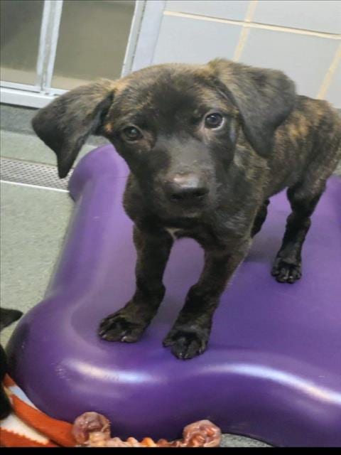 Photo of Benny, adoptable Staffordshire Bull Terrier in Houston, Texas