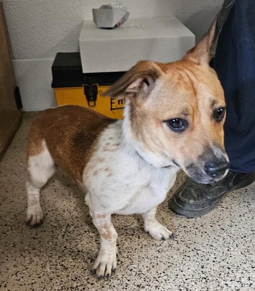 Photo of Bramble, adoptable Beagle in Ashville, Ohio