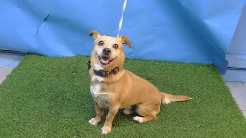 Photo of Bello, adoptable Chihuahua in Gardena, California