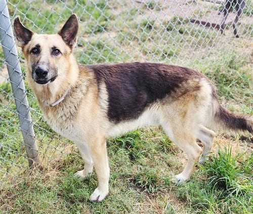 Photo of Cody, adoptable German Shepherd Dog in Houston, Texas