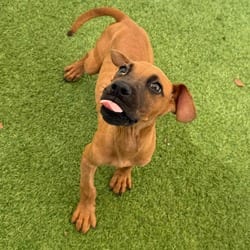 Photo of Red 0543, adoptable Shepherd (Unknown Type) Mixed Breed (Medium) in Loxahatchee, Florida