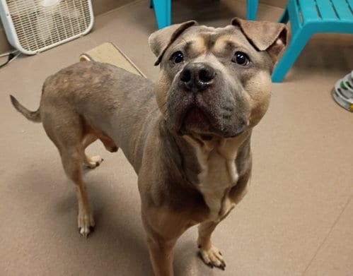 Photo of Buck, adoptable Pit Bull Terrier in La Porte, Indiana