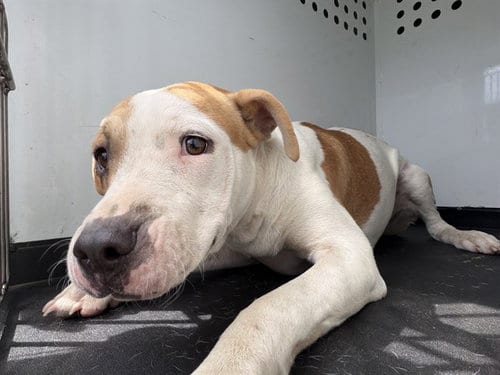 Photo of A171148, adoptable Pit Bull Terrier in Bakersfield, California