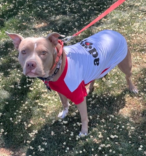 Photo of Shiloh, adoptable Pit Bull Terrier in Phoenix, Arizona