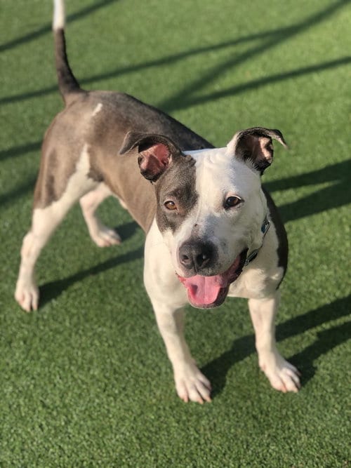 Photo of Blue, adoptable Pit Bull Terrier in Brooklyn, New York