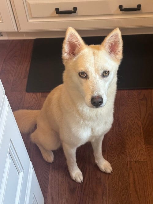 Photo of Sunni, adoptable American Eskimo Dog in Willingboro, New Jersey
