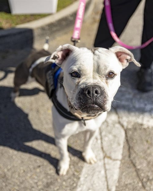 Photo of Everest, adoptable American Pit Bull Terrier in Ocala, Florida