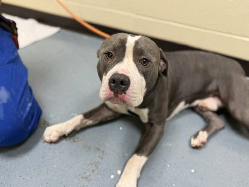 Photo of Smokey, adoptable American Pit Bull Terrier in Denver, Colorado