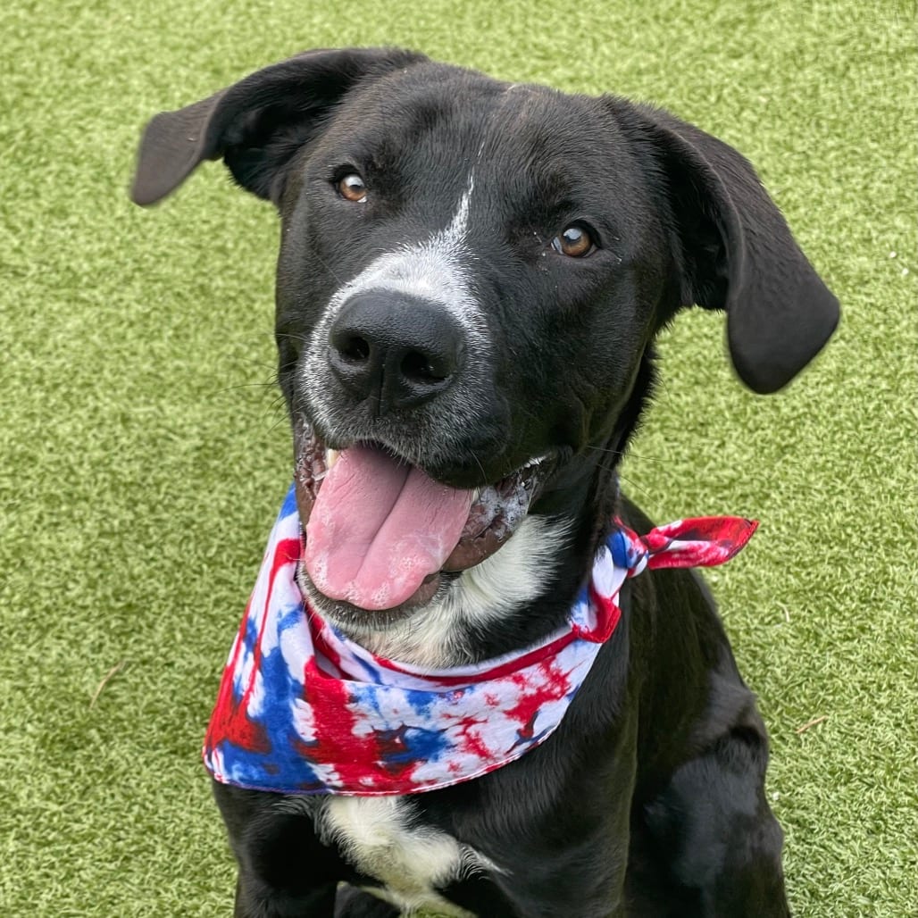 Photo of Arlo, adoptable Mixed Breed (Large) in Jacksonville, North Carolina