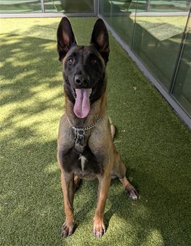 Photo of Enzo, adoptable Belgian Shepherd Malinois in San Martin, California