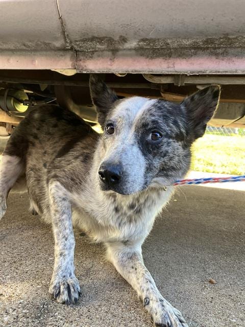 Photo of Mama, adoptable Mixed Breed