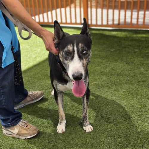 Photo of Itsy Bitsy, adoptable Bull Terrier in Las Vegas, Nevada