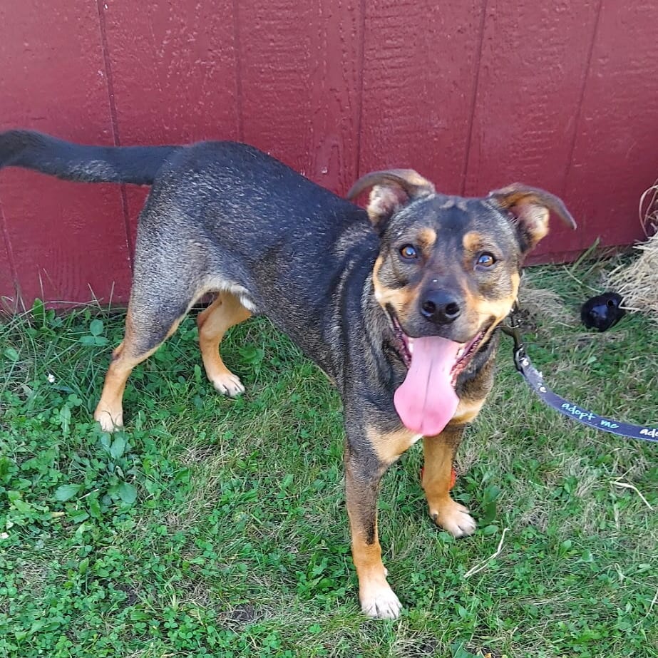 Photo of Perry D12492, adoptable Shepherd, German / Terrier, American Pit Bull in Princeton area, Minnesota