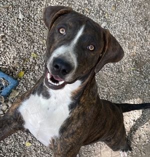 Photo of Moe, adoptable Hound in Savannah, Missouri