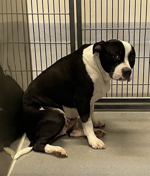 Photo of Diamond, adoptable Pit Bull Terrier in Modesto, California