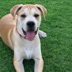 Photo of Breaker, adoptable Great Dane Boxer in Chattanooga, Tennessee