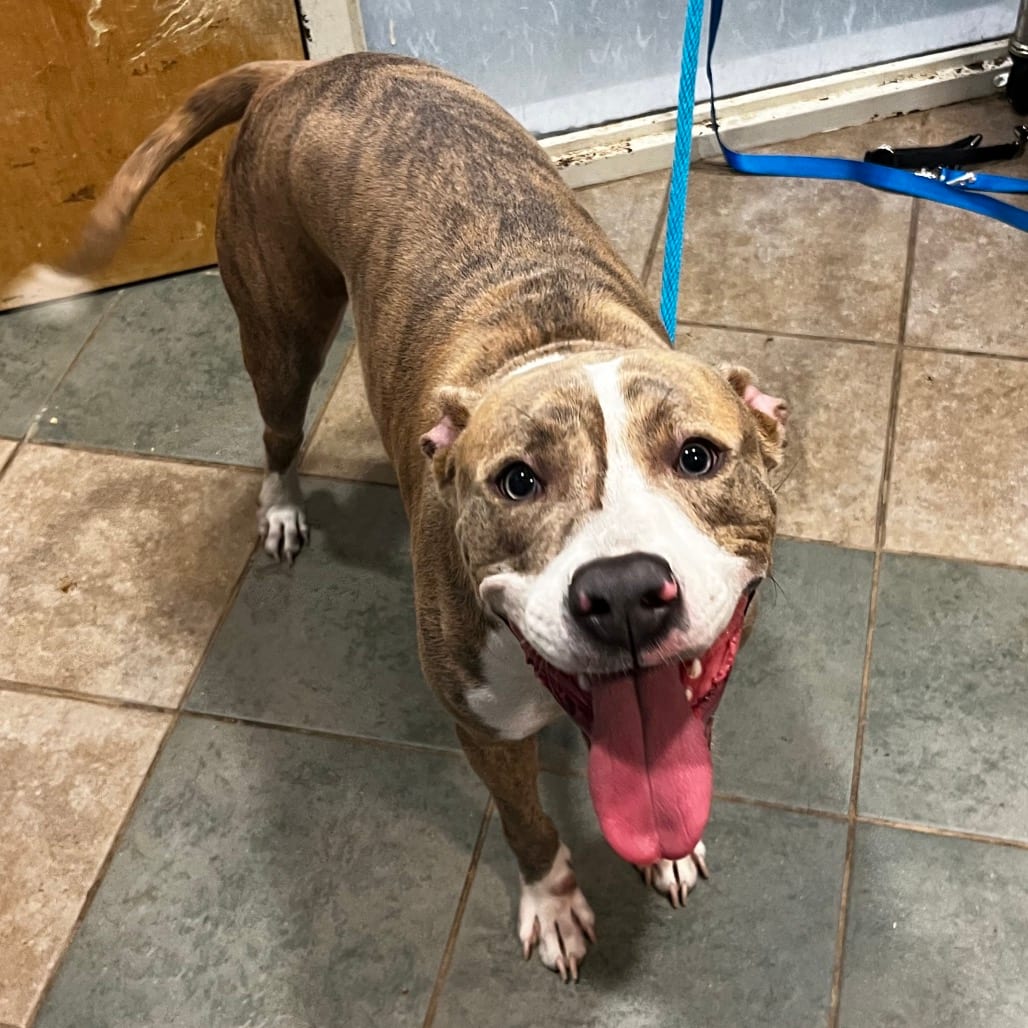 Photo of Legacy (ON), adoptable Mixed Breed (Medium) in Chattanooga, Tennessee