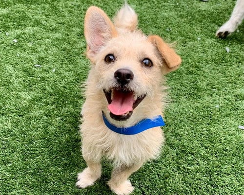 Photo of Cue, adoptable Terrier in Moreno Valley, California