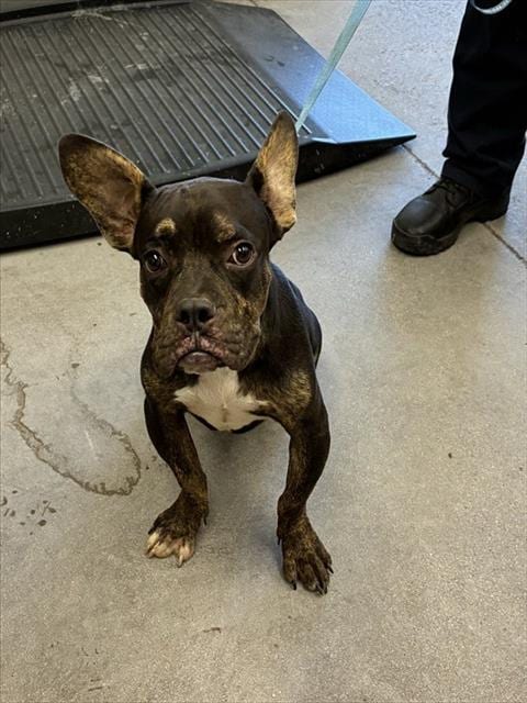 Photo of Gizmo, adoptable French Bulldog in Mesa, Arizona