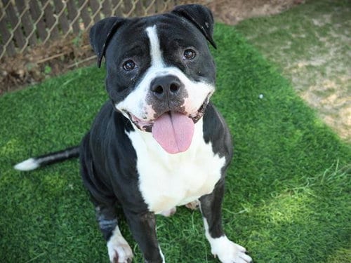 Photo of Jeremy, adoptable American Staffordshire Terrier in Tallahassee, Florida