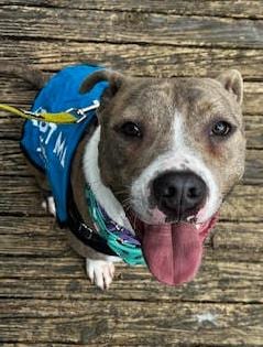 Photo of Bravo, adoptable dog in Atlanta, Georgia