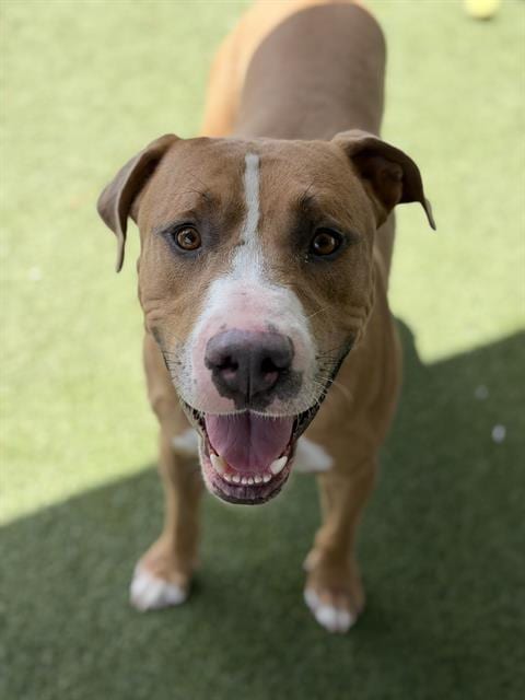 Photo of Anthony, adoptable Pit Bull Terrier in Chula Vista, California