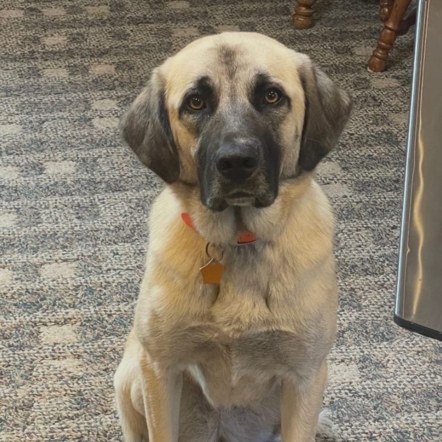 Photo of Misha, adoptable Catahoula Leopard Dog / Mixed Breed (Medium) in Fairfax Station, Virginia